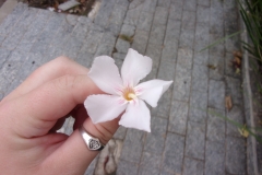 Snow Flowers on tree outside apt